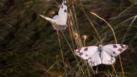 Butterflies Helderberg Nature Reserve