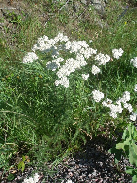 Yarrow Achillea Millefolium Edible And Medicinal Uses Of The Woundwort