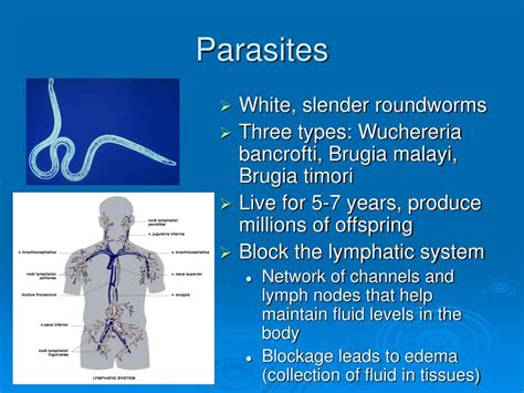 Ppt Lymphatic Filariasis Powerpoint Presentation Free Download Id