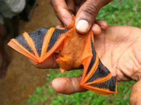 Orange Bat Bat Species Bat Cute Bat