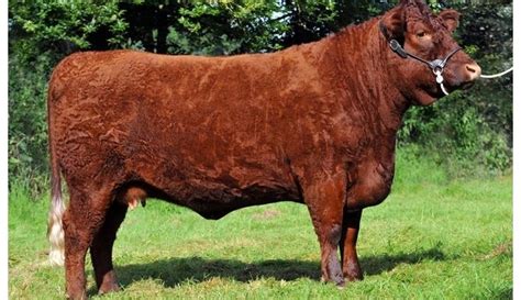 Devon Cattle Breeders Society Website For Red Ruby Devon Cattle
