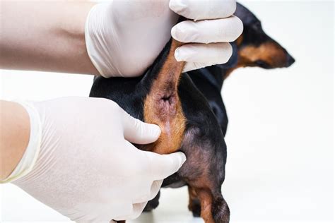 Perianal Tumors In Dogs Symptoms And Treatment My Animals