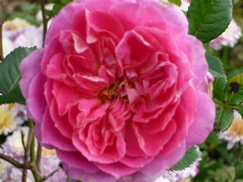 Growing Top Ten Patio Roses Gardeners Tips