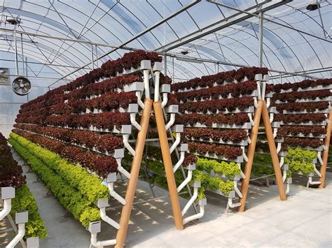 Hydroponics For Urban Farming Startupreview Medium