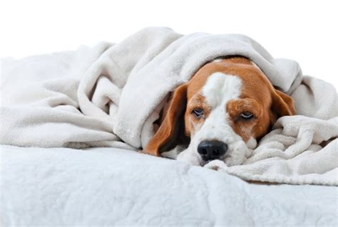 5 Reasons Your Pet Is Lethargic And When To Worry Petmd
