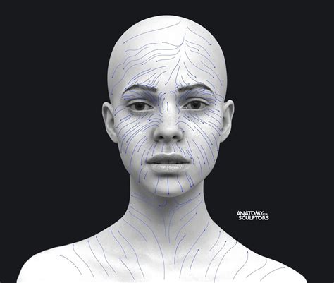 Anatomy For Sculptors Has Posted A Guide To The Direction Of Hair