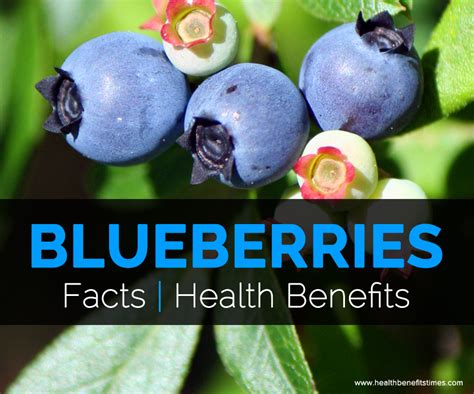 Blueberries Facts And Health Benefits Hbtimes