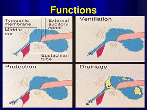 Ppt Anatomy And Physiology Of Eustachian Tube Powerpoint Presentation