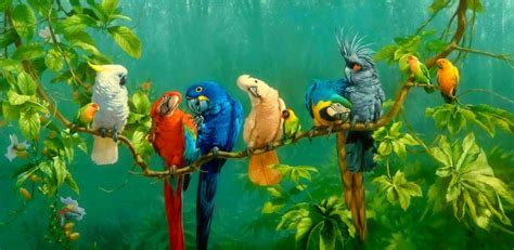 Tropical Birds Wallpapers Top Free Tropical Birds Backgrounds