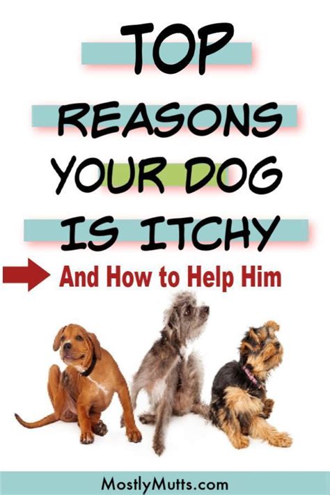 Help Your Itchy Dog To Stop The Scratching Biting Paws And Digging At