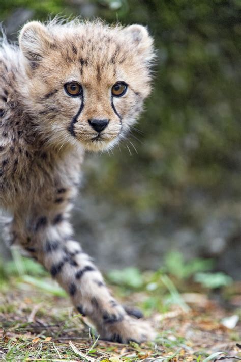 Walking And Looking At Me Another Cute Cheetah Cub Pictur Flickr