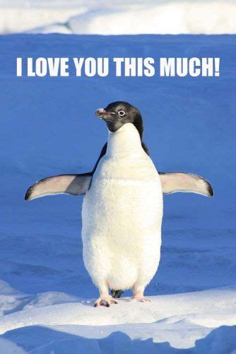 18 Super Cute I Love You Meme Pictures Penguins Funny Animal Videos