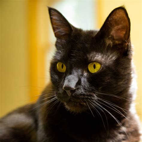 Free Images Home Animal Pet Portrait Black Cat Fauna Close Up