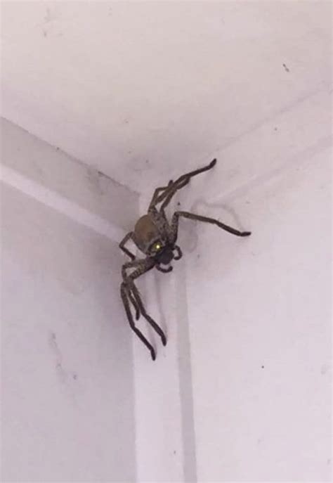Woman Told Burn It Burn It With Fire After Finding Massive Huntsman