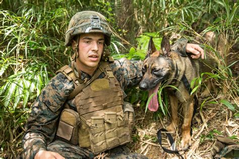 Dvids Images Us Marines With 3rd Le Bn Undergo Field Training