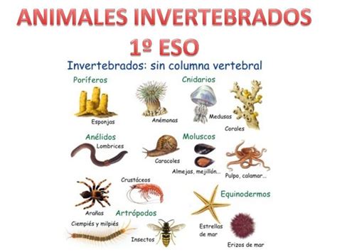 PresentaciÓn De Los Principales Grupos De Invertebrados Para Alumnos De