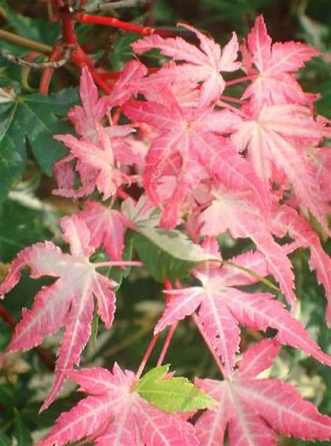 Variegated Acers Variegated Acer Palmatum Paramount Plants