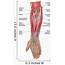 Anatomy Forearm Muscles Anterior Wall Decal Design 1  WallMonkeyscom