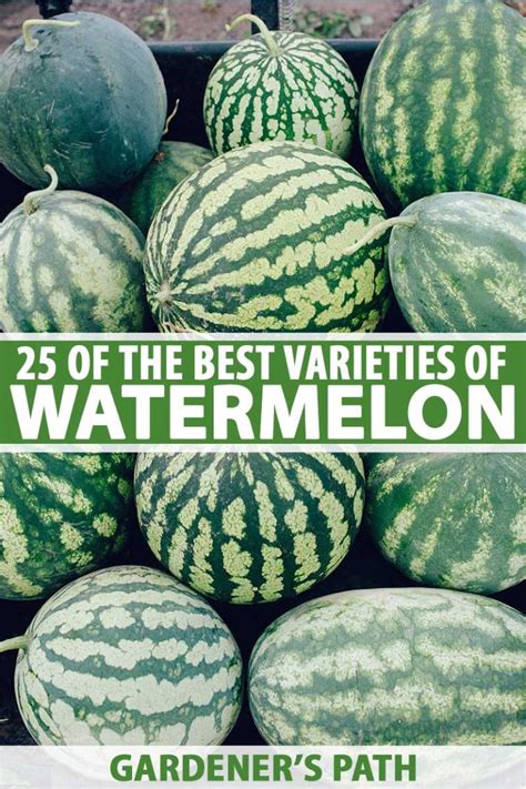 25 Of The Best Watermelon Varieties Gardeners Path