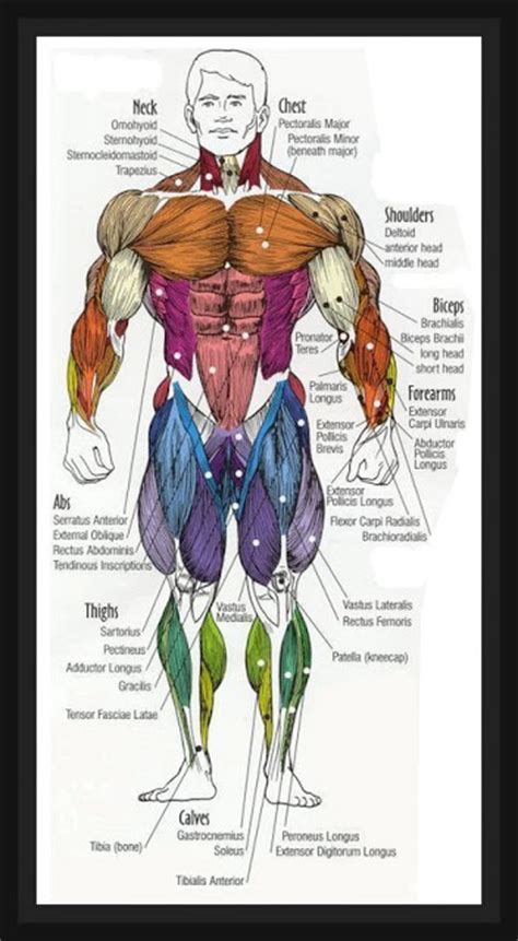 We have a collection of human body muscle diagram to help you learn more about the topic. Fat Loss, Building Muscle & Staying Fit: Human Anatomy Diagram