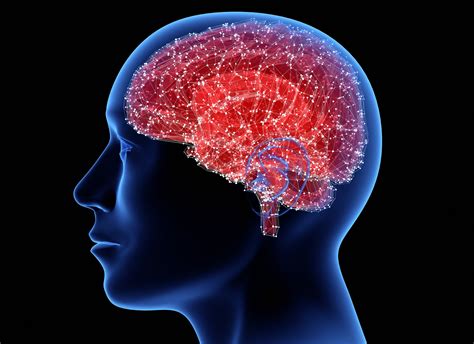 En qué otros lugares de nuestro cuerpo tenemos neuronas además del cerebro y para qué sirven