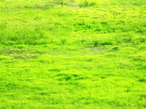 Grass Overlay Free Stock Photo Public Domain Pictures