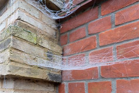 How To Prevent Spider Webs From Forming Outside Your House Yale Pest