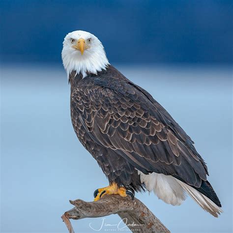 Filebald Eagle Alaska 23  Vrogue