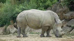 لدي حيوان أليف وحيد القرن أشتريته على كوكب زوركنون. انقراض آخر ذكر وحيد القرن الأبيض في العالم - ANHA | وكالة ...