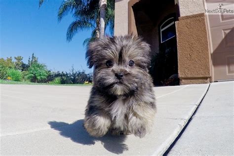 Plenty of space to walk our dog, and savannah proved to be pretty pet friendly as well, so feel free to bring them along to explore the city as well. Savannah: Shorkie puppy for sale near San Diego, California | 46cacd56-4b51