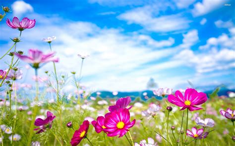 Here are only the best flower background wallpapers. Flower Desktop Backgrounds (60+ images)