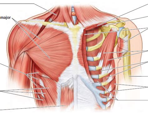 Chest Muscle Anatomy Diagram Anterior View Of The Muscles Of The My Xxx Hot Girl