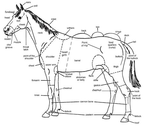 How To Take Care Of Horses Diagram