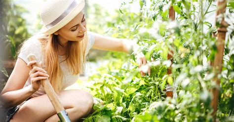 Organic Essentials Oils Natures Green Fingered Garden Helpers