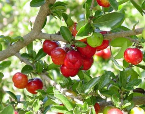 How To Grow Barbados Cherry Care And Growing Acerola Cherry