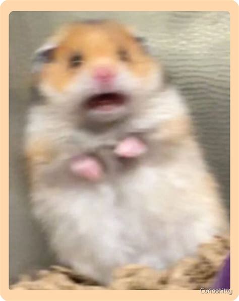Scared Hamster Meme With Hearts