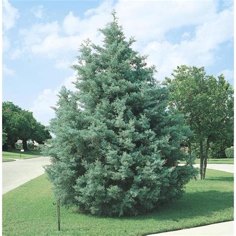 The cedar tree playhouse, located in prescott, az, is a childcare facility that supervises and cares for children. Shop 2.25-Gallon Arizona Cypress Screening Tree (L5089) at ...