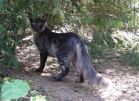 Oriental Longhair Black Smoke Crazy Cat Lady The Breeds