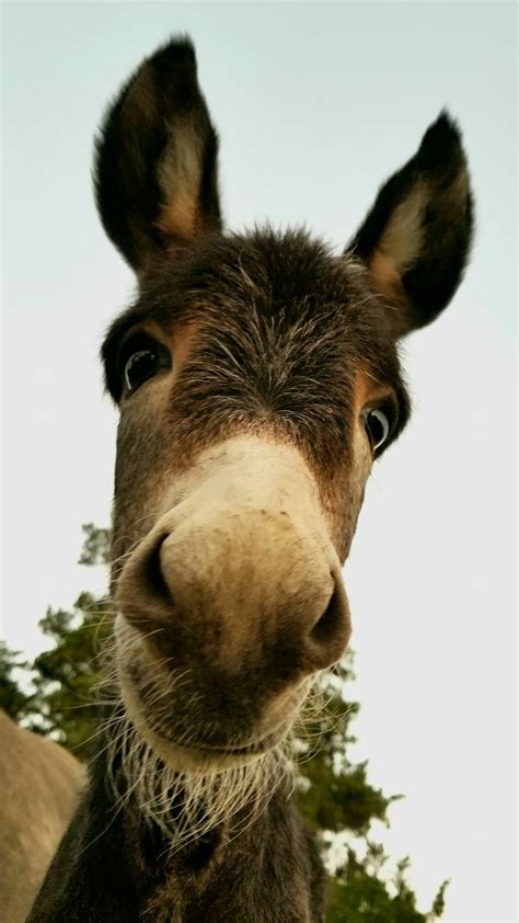 Melissa Oreilly ~ Only Donkeys Whacha Doin Down There Baby Donkey