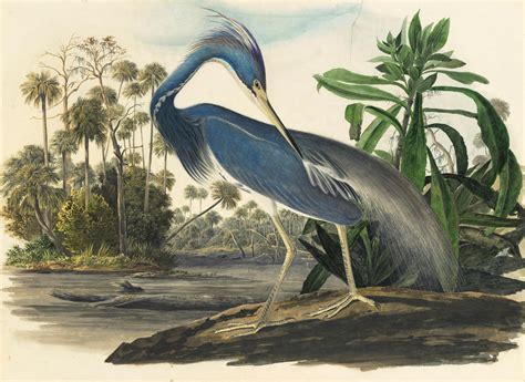 Audubons Original Watercolors On Display At The New York Historical