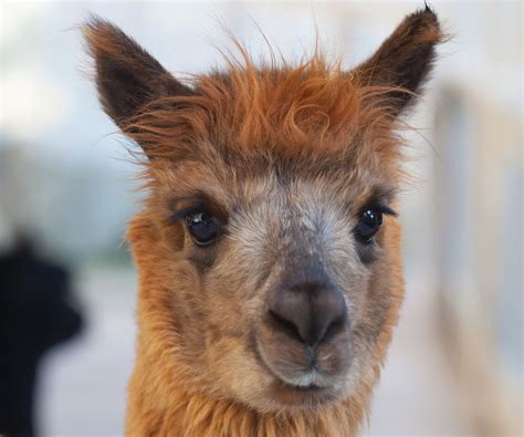 The vicuña (vicugna vicugna) or vicuna is one of the two wild south american camelids, which live in the high alpine areas of the andes, the other being the . Vicuña - Dieren van ZooParc Overloon