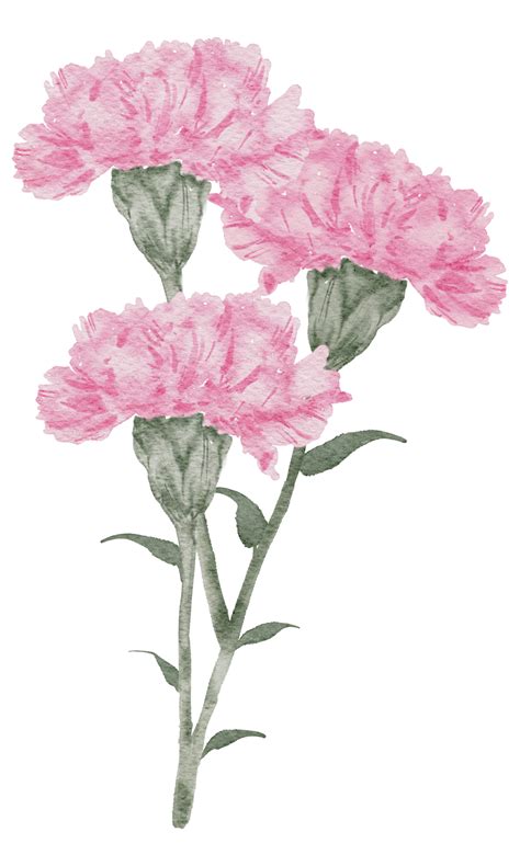 Carnation Flower Watercolor 10233020 Png