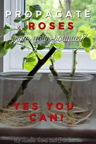 How To Root Roses From A Bouquet In Water Octopussgardencafe