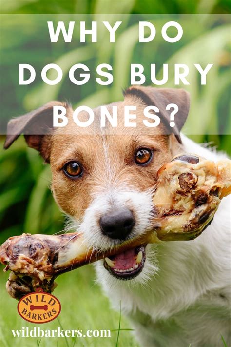 Why Do Dogs Bury Bones Dc4