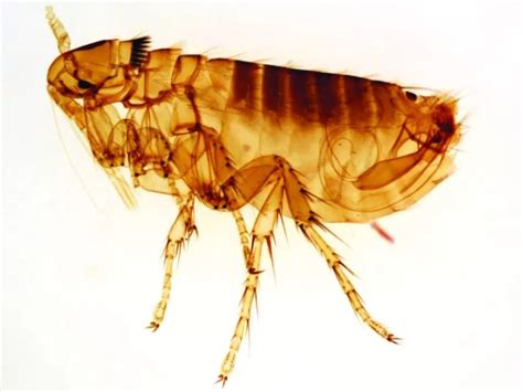How Long Can Fleas Live Without A Host Heres The Answer