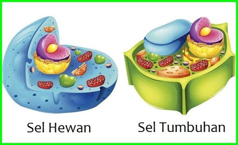 Perbedaan Sel Tumbuhan Dan Hewan Newstempo