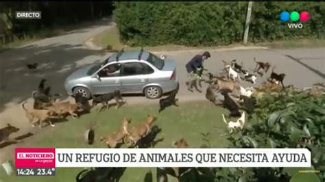 Un Reportero Atacado En Directo Por Una Jauría De Perros