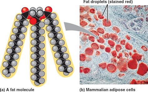 Fat Html Fatmolecule Cl