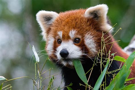 Free Download Red Panda Red Panda Eating Grass One Animal Animal
