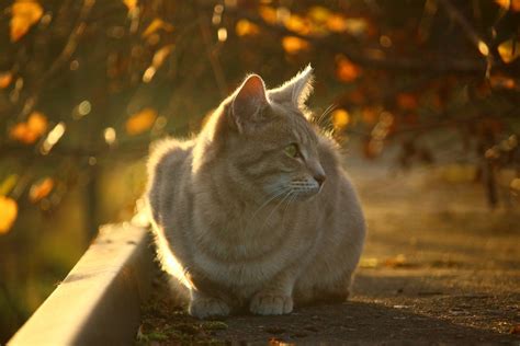 Free Images Kitten Autumn Fauna Whiskers Vertebrate Fall Color
